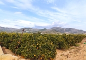 Finca rústica en venta en Alcanar ref: TR29895 foto