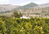 Finca rústica en venta en Alcanar ref: TR29895 foto