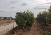 Finca rústica en venta en Alcanar ref: TR29895 foto
