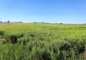 Terreno no urbanizable en venta en la Ràpita ref: TR54854 foto