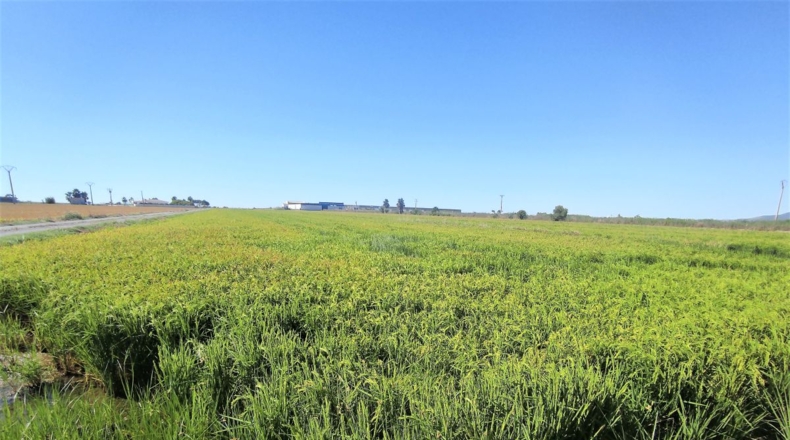 Tarragona - Sant Carles de la Ràpita - 5790m2