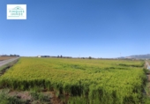 Terreno no urbanizable en venta en la Ràpita ref: TR54854 foto