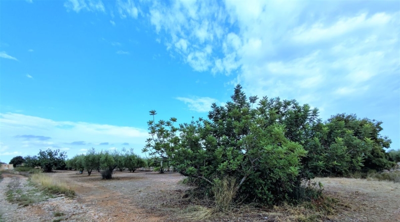 Castellón - Benicarló - 8795m2