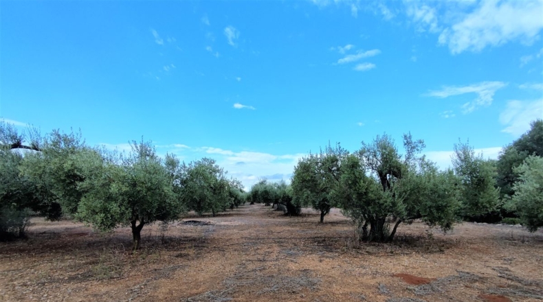 Castellón - Benicarló - 8795m2