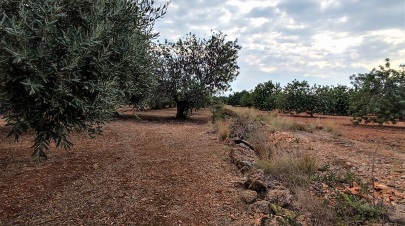 Castellón - Benicarló - 8795m2