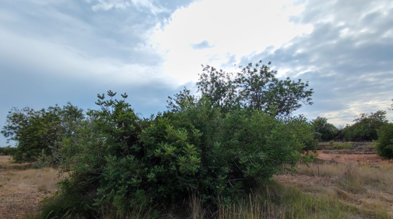 Castellón - Benicarló - 10086m2