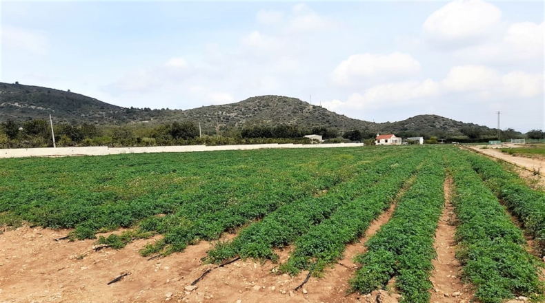 Tarragona - Amposta - 38000m2