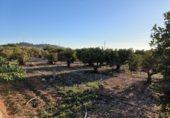 Finca rústica en venda a la Ràpita ref.: TR69169 foto