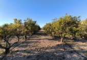 Finca rústica en venda a la Ràpita ref.: TR69169 foto