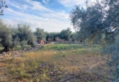 Terreno no urbanizable en venta en Alcanar ref: TR99402 foto