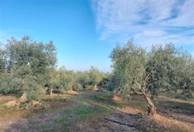 Alcanar 7500&nbsp;м²