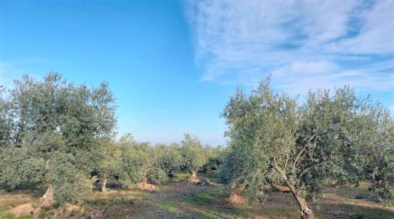 Tarragona - la Martinenca - 7500m2
