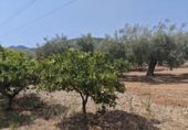 Finca rústica en venta en Amposta ref: TR330955 foto