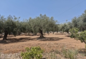 Finca rústica en venta en Amposta ref: TR330955 foto