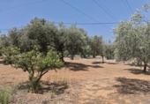 Finca rústica en venta en Amposta ref: TR330955 foto