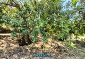 Finca rústica en venda a El Gastor ref.: TR199151 foto