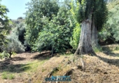 Finca rústica en venda a El Gastor ref.: TR199151 foto