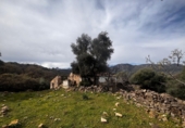 Finca rústica en venda a Grazalema ref.: TR199143 foto