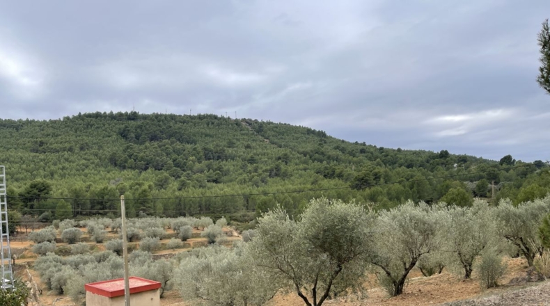 Castellón - Alcora - 10066m2