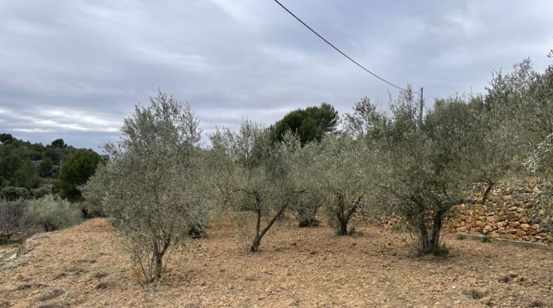 Castellón - Alcora - 10066m2