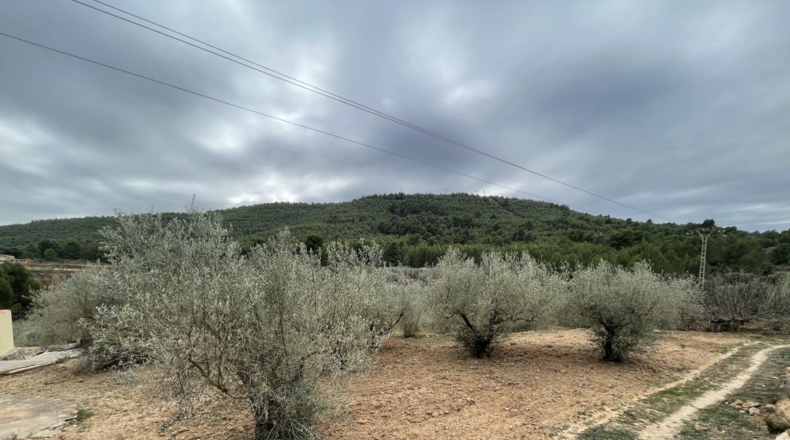 Castellón - Alcora - 10066m2
