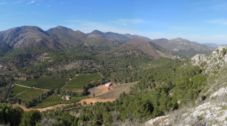 Castellón - Borriol - 20005m2