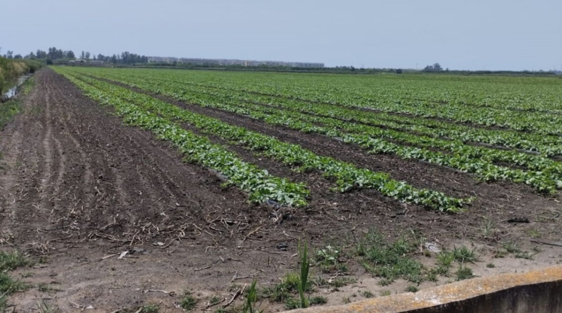 Castellon - Almenara - 270000m2