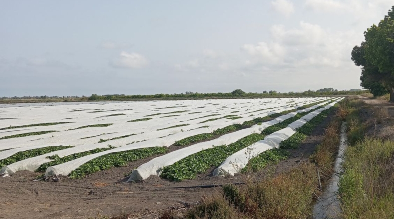 Castellon - Almenara - 270000m2