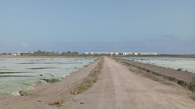 Castellon - Almenara - 270000m2
