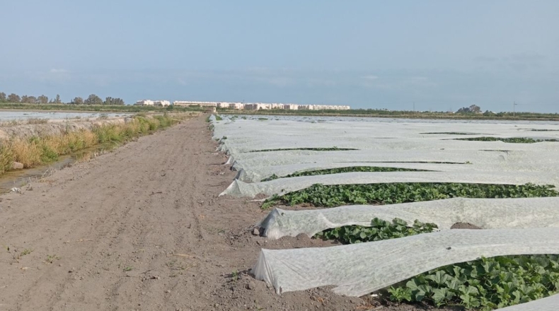 Castellon - Almenara - 270000m2