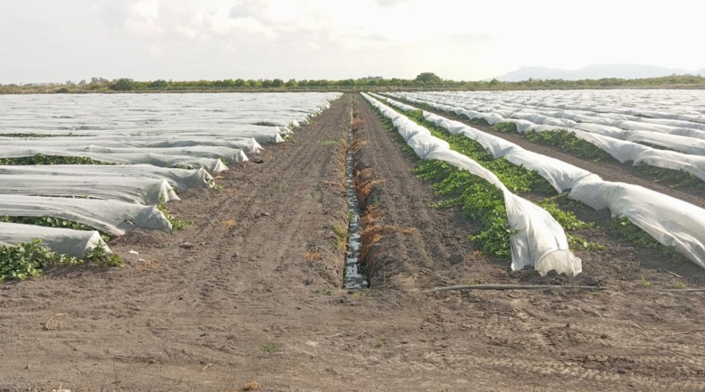 Castellon - Almenara - 270000m2
