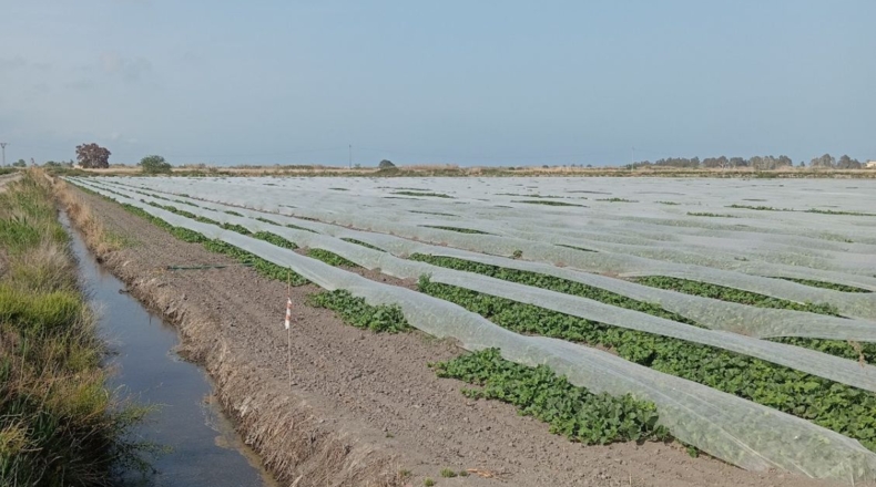 Castellon - Almenara - 270000m2