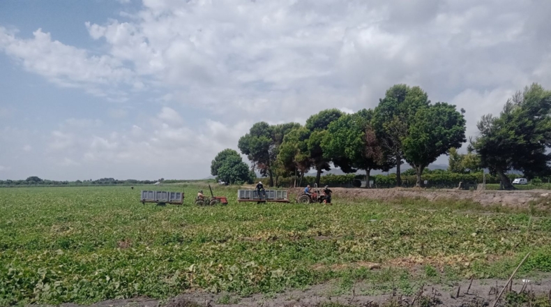 Castellon - Almenara - 270000m2