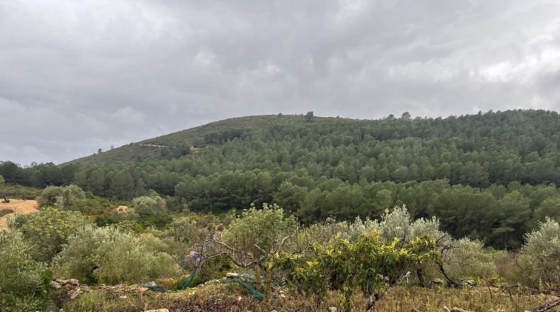 Castellon - Villanueva de Alcolea - 70000m2