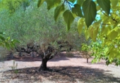 Detached villa with land for sale in La Pobla del Duc ref: TR16732 photo