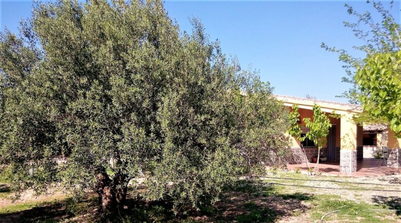 Valencia - Puebla del Duc - 10800m2