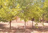 Detached villa with land for sale in La Pobla del Duc ref: TR16732 photo