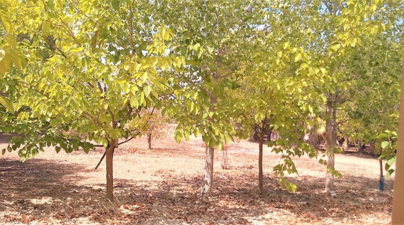 Valencia - Puebla del Duc - 10800m2