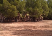 Detached villa with land for sale in La Pobla del Duc ref: TR16732 photo
