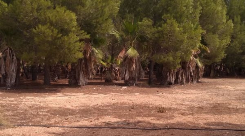 Valencia - Puebla del Duc - 10800m2