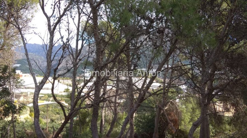 Alicante - Callosa de Ensarriá - 10900m2