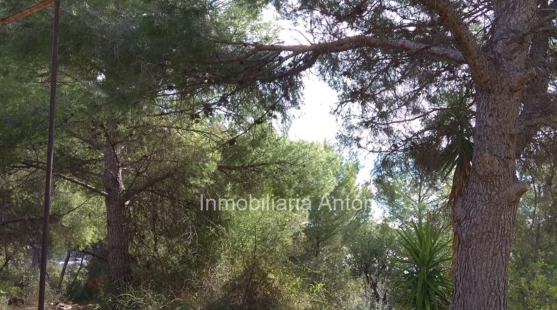 Alicante - Callosa de Ensarriá - 10900m2