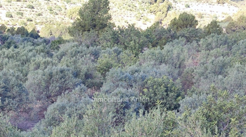 Alicante - Beniardá - 10467m2