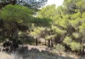 Non-developable land for sale in Callosa d'en Sarrià ref: TR69091 photo