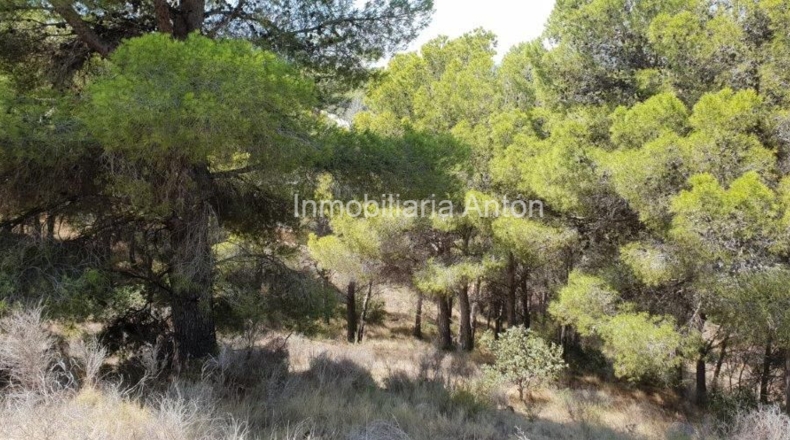 Alicante - Callosa de Ensarriá - 14428m2