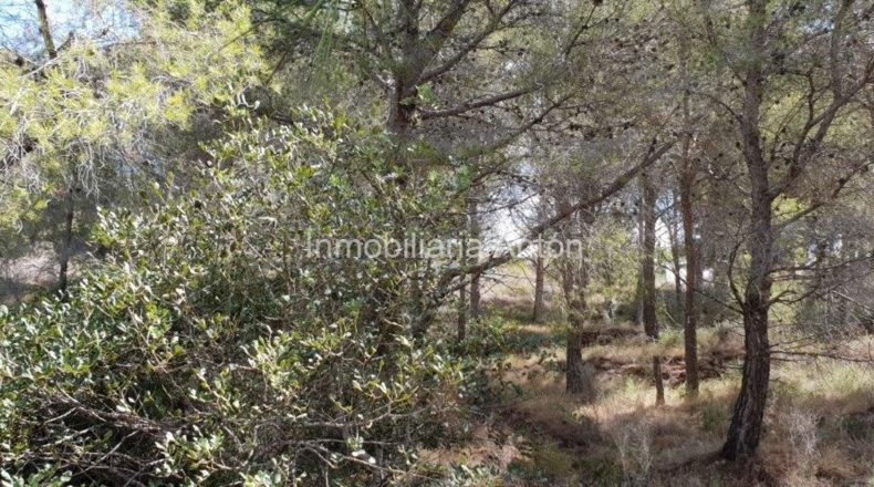 Alicante - Callosa de Ensarriá - 14428m2