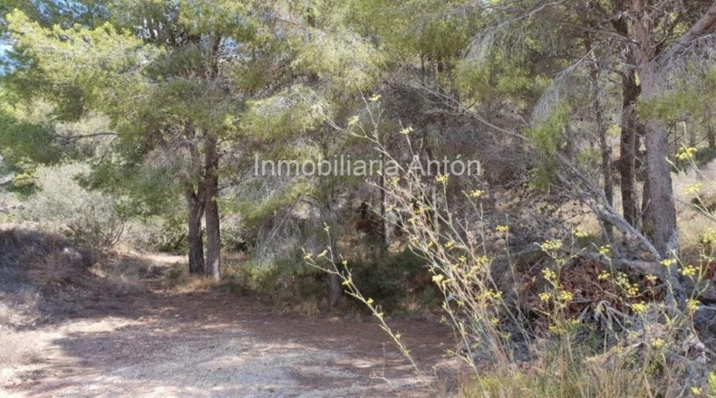 Alicante - Callosa de Ensarriá - 14428m2