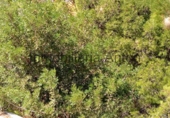 Sòl urbà en venda a Callosa d'en Sarrià ref.: TR103285 foto