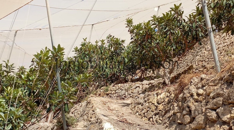 Alicante - Chirles - 7225m2