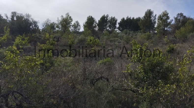 Alicante - Guadalest - 3700m2